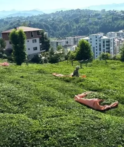 Rize'de 3. sürgün hasadı için son hazırlıklar tamamlandı