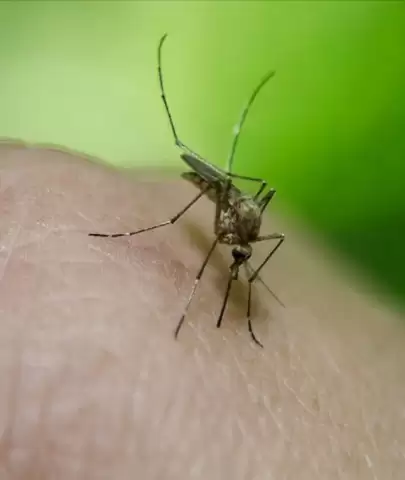 Sağlık Bakanlığı'ndan , Batı Nil Virüsü olan kişi sayısını açıkladı