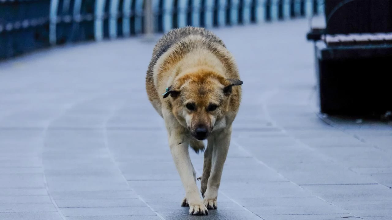 İrlandalı turist, sokak köpeğinin saldırısına uğradıktan sonra İstanbul Büyükşehir Belediyesi'ne dava açtı